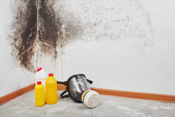 Best Residential Mold Removal  in Cottonport, LA