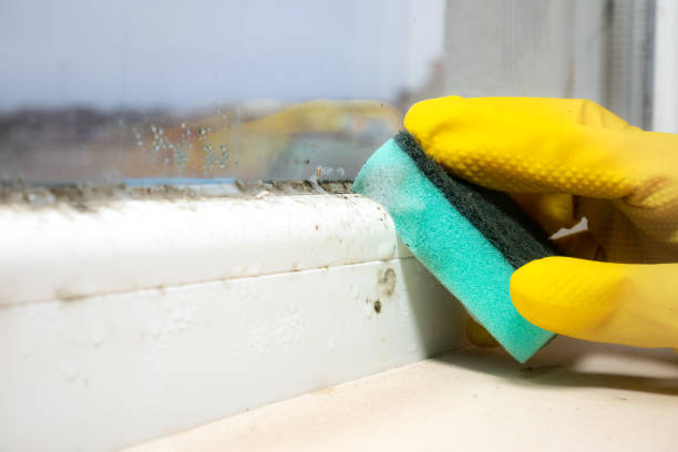 Best Mold Damage Repair  in Cottonport, LA