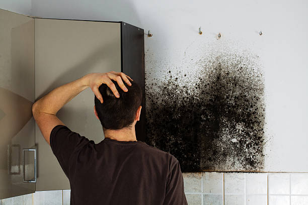 Home Mold Removal in Cottonport, LA