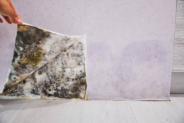 Best Home Mold Removal  in Cottonport, LA